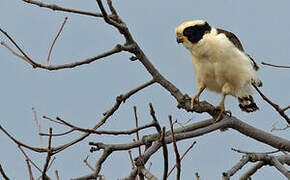 Laughing Falcon