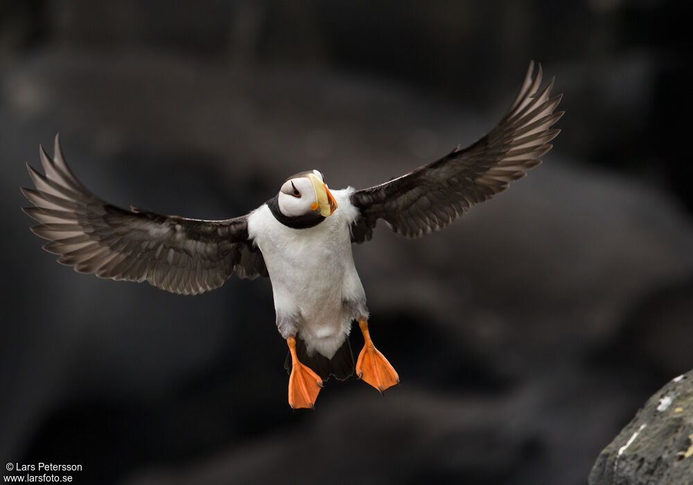 Horned Puffin