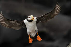 Horned Puffin