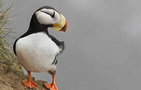 Horned Puffin