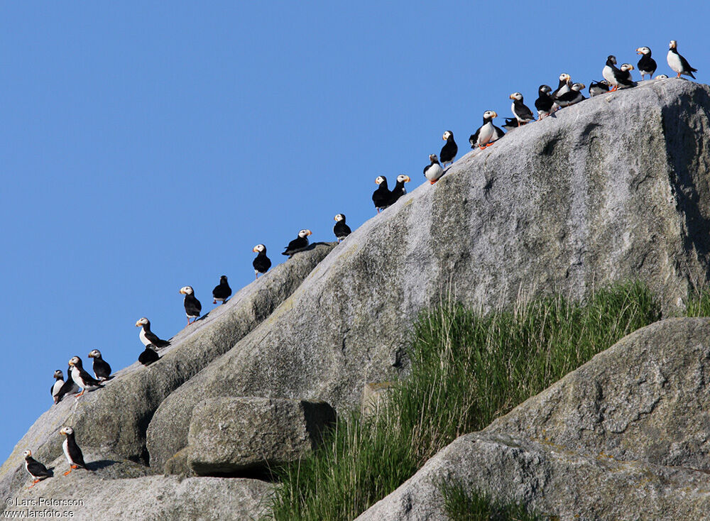 Horned Puffin