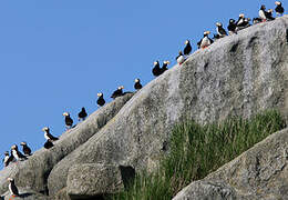 Horned Puffin