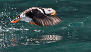 Horned Puffin