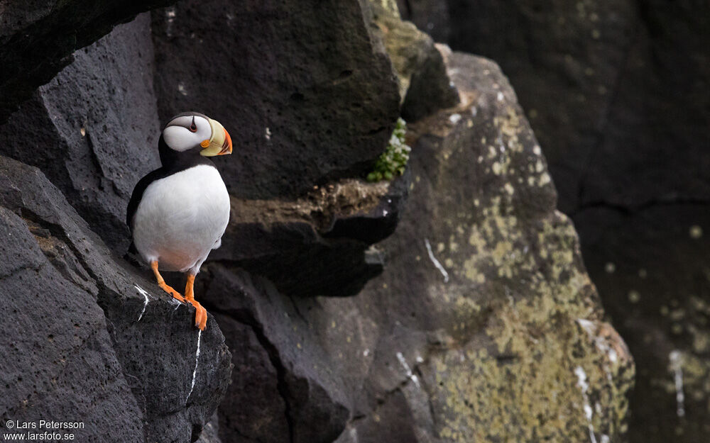 Horned Puffin