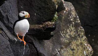 Horned Puffin