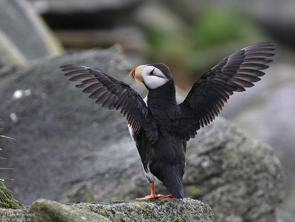 Horned Puffin