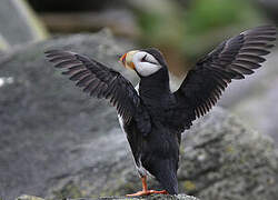 Horned Puffin