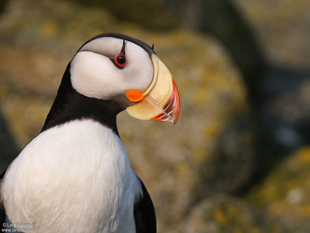 Horned Puffin