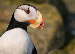 Horned Puffin