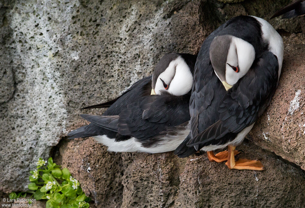 Horned Puffin