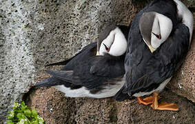 Horned Puffin