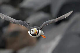 Horned Puffin