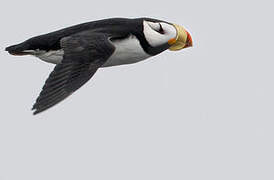 Horned Puffin