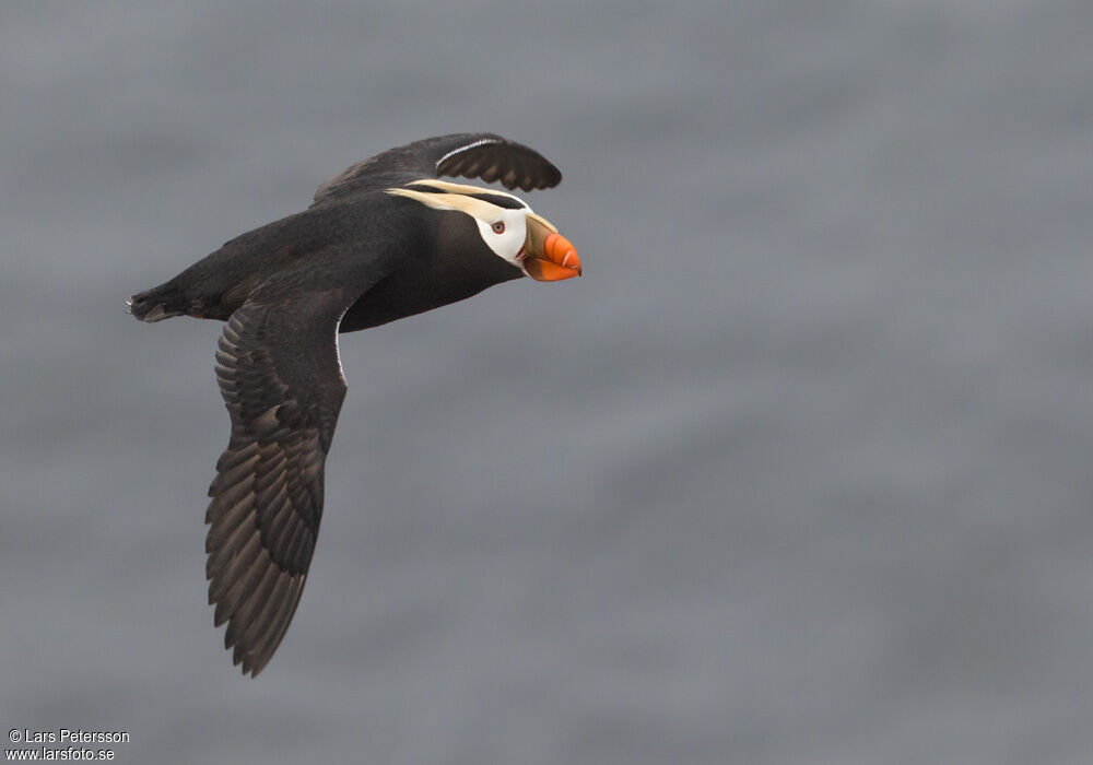 Tufted Puffin