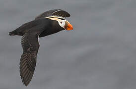 Tufted Puffin