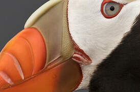 Tufted Puffin