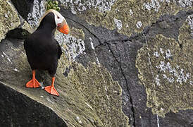 Tufted Puffin