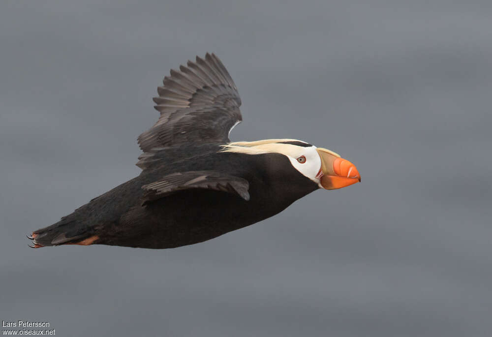 Tufted Puffinadult breeding, pigmentation, Flight