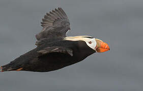 Tufted Puffin