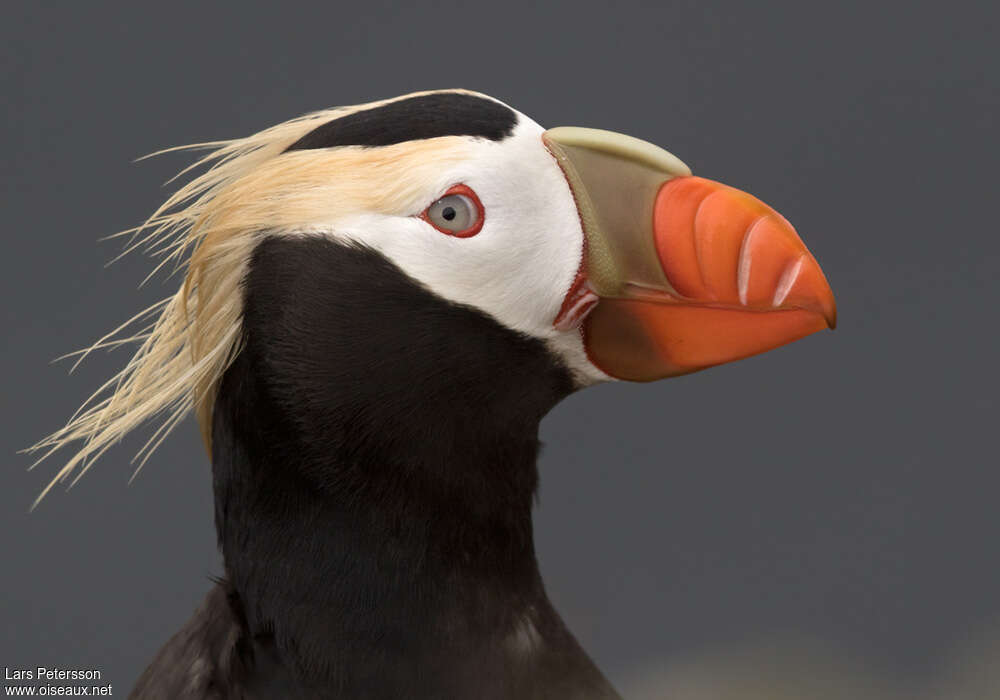 Tufted Puffinadult breeding, close-up portrait