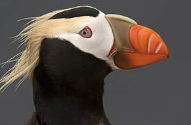 Tufted Puffin