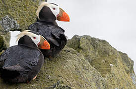 Tufted Puffin