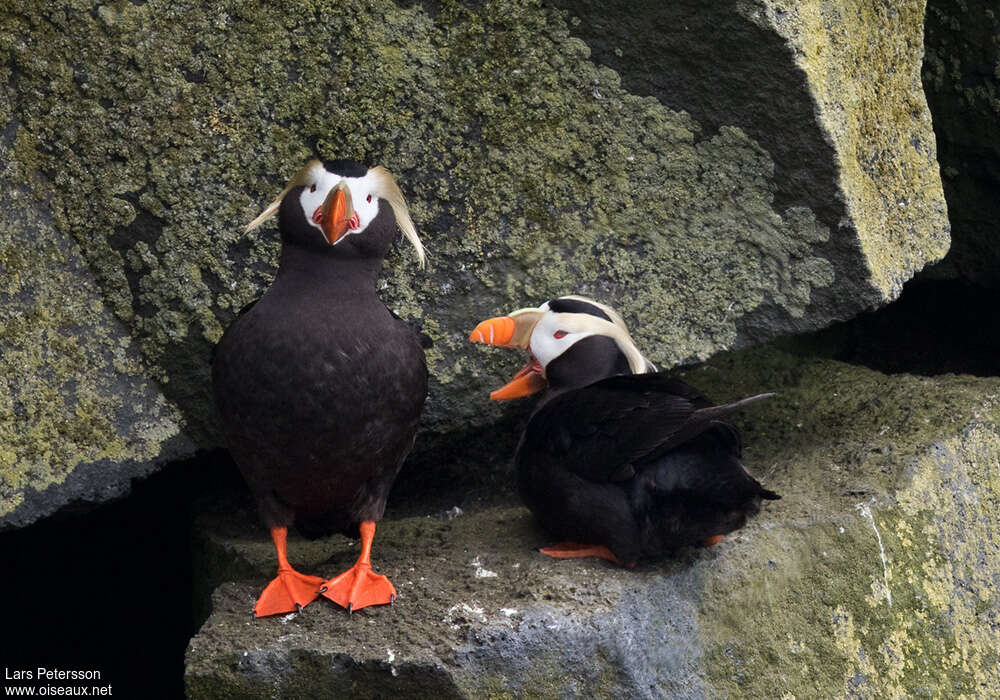 Tufted Puffinadult, habitat, pigmentation