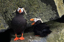 Tufted Puffin