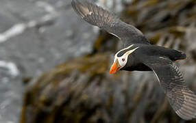 Tufted Puffin