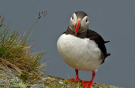 Atlantic Puffin