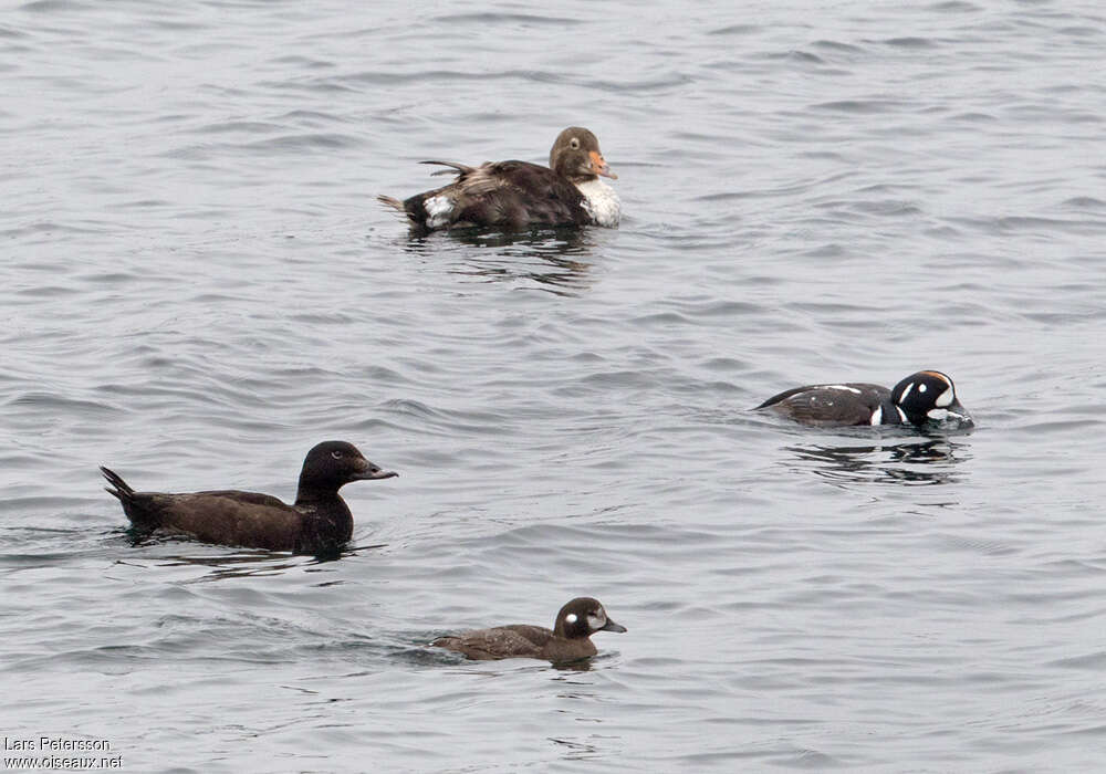 White-winged Scoter female, Behaviour