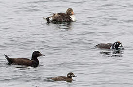 White-winged Scoter