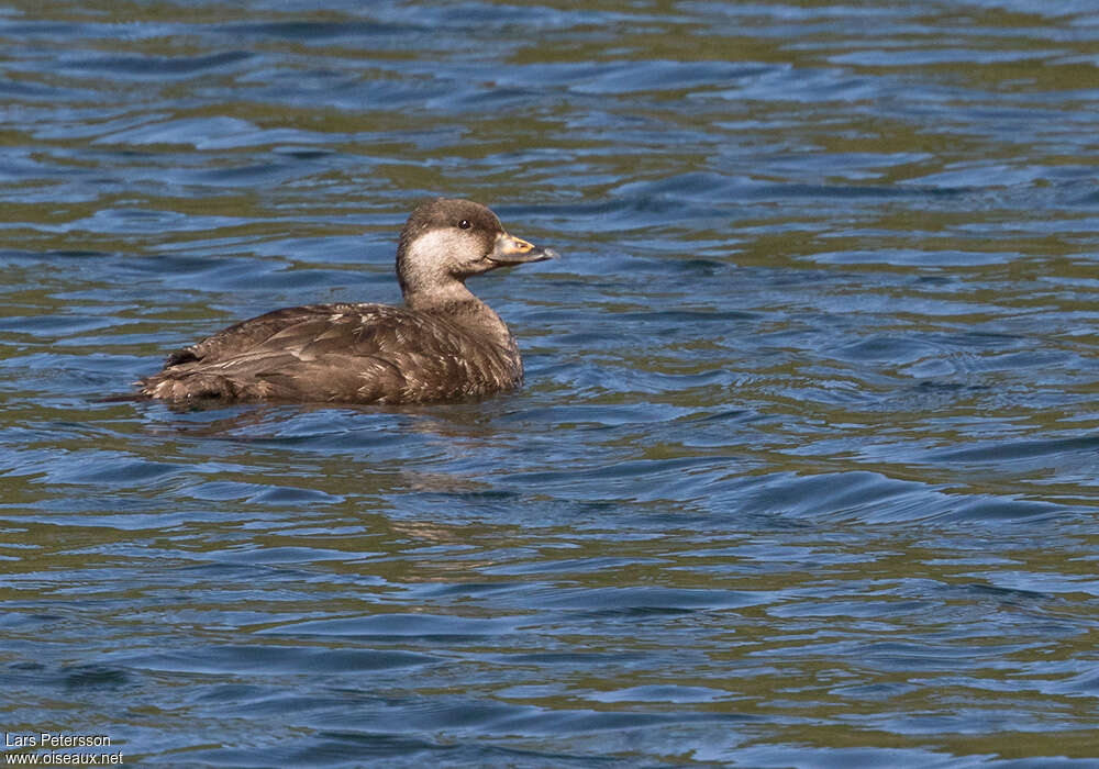 Macreuse à bec jaune femelle adulte, identification