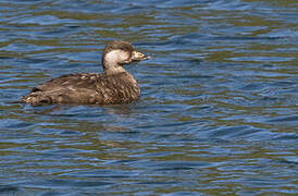 Black Scoter