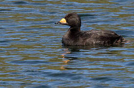 Black Scoter