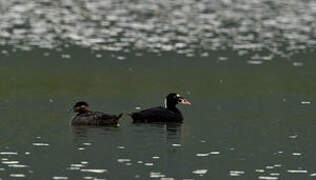 Surf Scoter