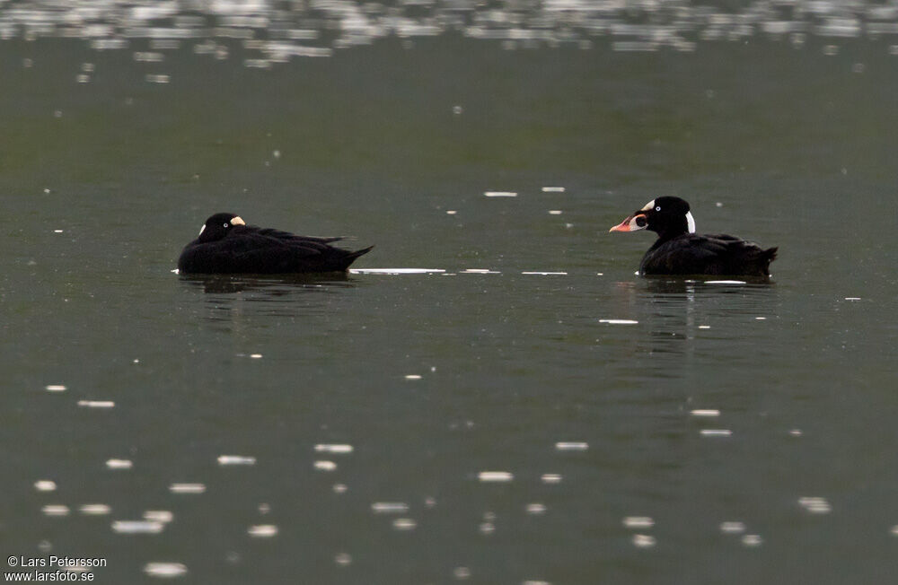 Surf Scoter