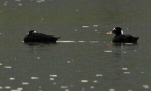 Surf Scoter