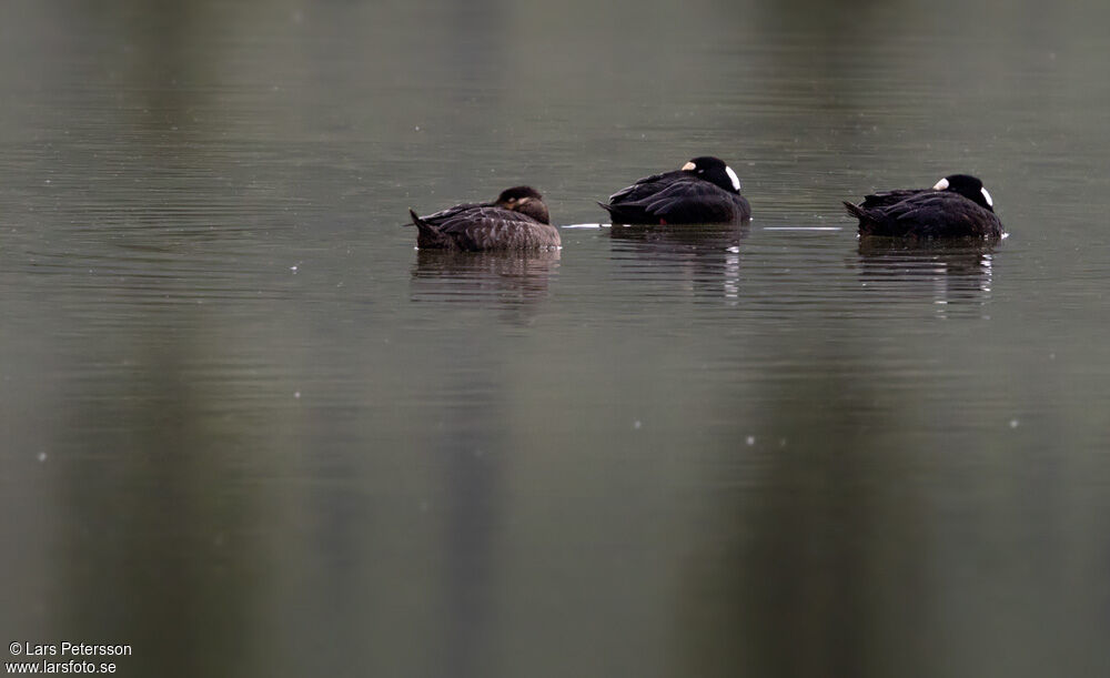 Surf Scoter