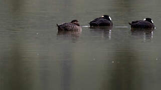 Surf Scoter