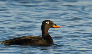 Velvet Scoter