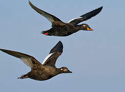 Velvet Scoter