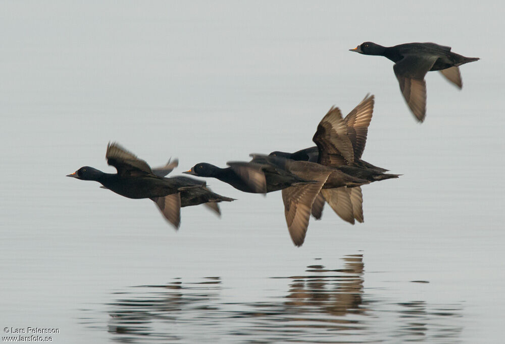 Common Scoter