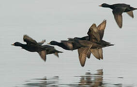 Common Scoter