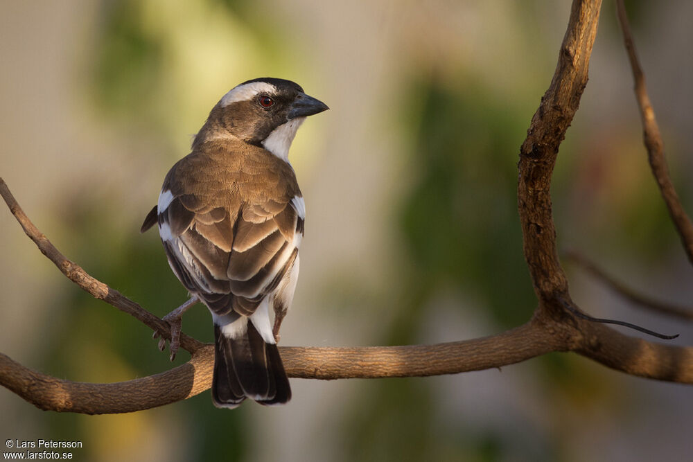 White-browed Sparrow-Weaver