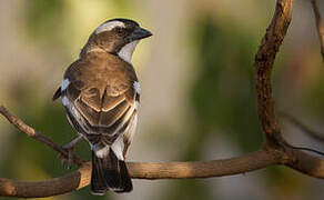 White-browed Sparrow-Weaver