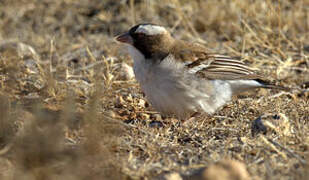 White-browed Sparrow-Weaver