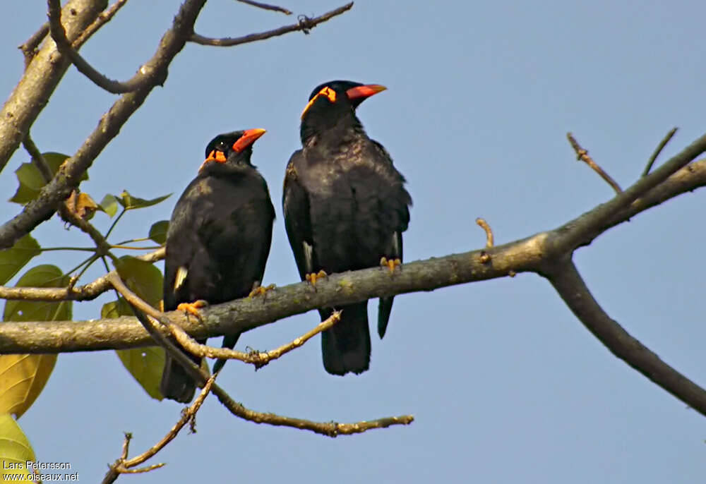 Common Hill Mynaadult