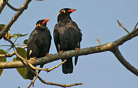 Common Hill Myna