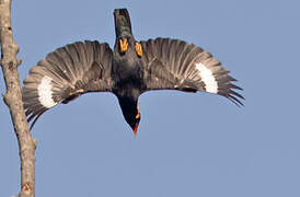 Common Hill Myna